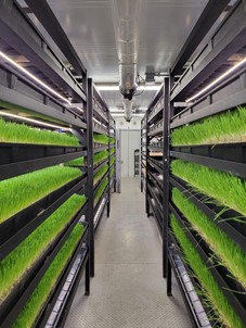 Interior photo of the fodder container, barley trays at various growth stages on racks..jpg